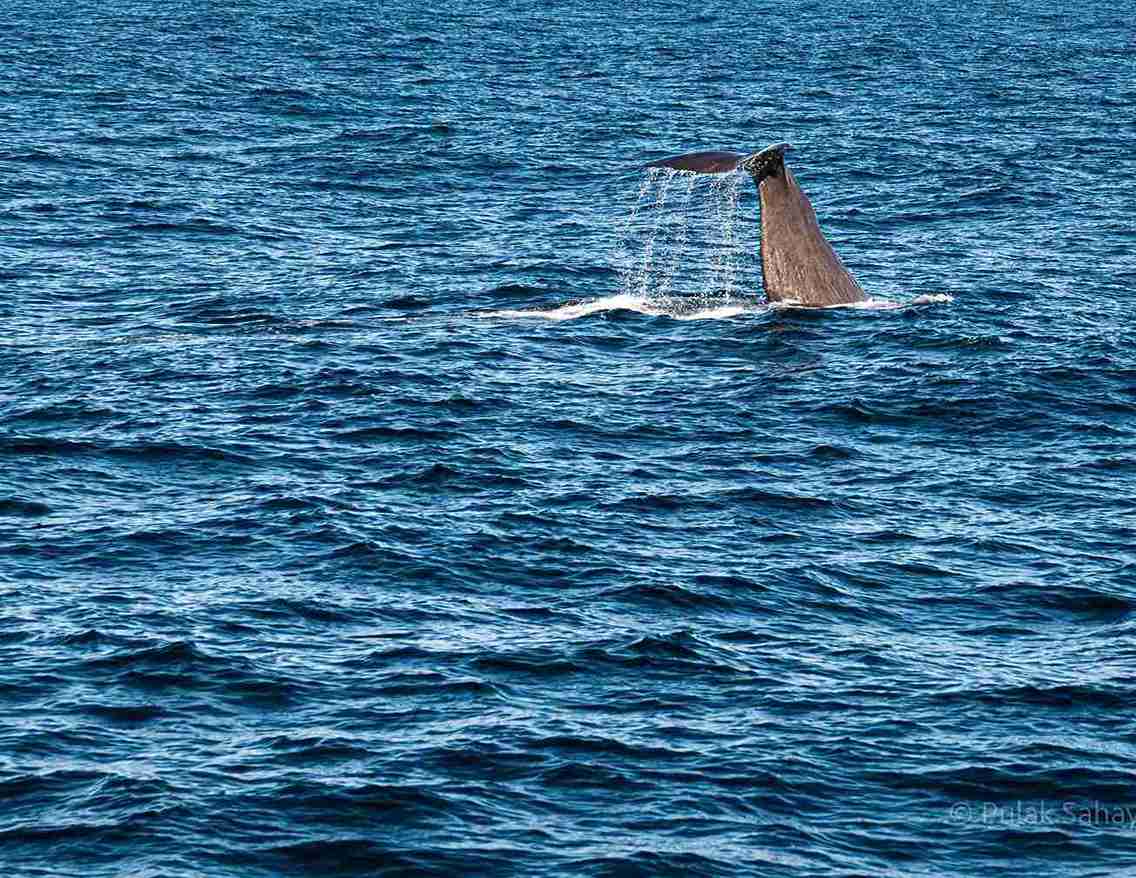 whale fluke2